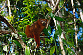 Red-bellied Lemur (Eulemur rubriventer). Madagascar
