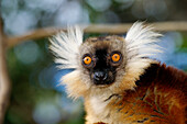 Black Lemur (Eulemur macaco)