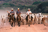 Indian cowboys farming Nelore cattle. Hato Pinero, Los Llanos, Venezuela