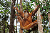 Bornean Orangutan (Pongo pygmaeus)