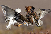 Ruff. Philomachus pugnax. Ordre : Charadriiformes. Famille : Scolopacides