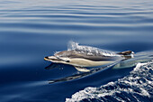Common Dolphin in the strait of Gibraltar. Delphinus delphis