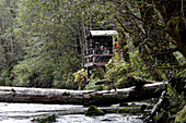 Platform by river for bear watching in rainforest. Princess Royal Island, British Columbia, Canada