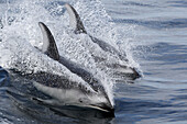 Pacific White sided Dolphin (Lagenorhynchus obliquidens) Order: Cetacea. Family: Delphinidae.