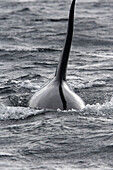 Orca. Killer whale (Orcinus orca) Family: Delphinidae. Order: Cetacea. Johnstone strait. British Columbia. Canada