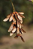 Maple fruits (Acer pseudoplatanus)