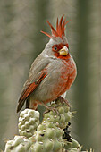 Pyrrhuloxia (Cardinalis sinuatus) in winter rain storm. Arizona, USA