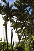 Nikau palms (Rhopalostylis sapida), near Karamea, West Coast, New Zealand.