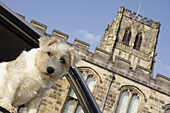 UK. England, County Durham, Durham City, Durham Cathedral, UNESCO World Heritage Site, 11th century Norman architecture. terrier, dog