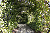 UK. England, Northumberland, Alnwick, The Alnwick Garden, The Poison Garden. Ivy-covered tunnel.