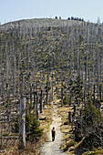 Lusen, National Park, Bavarian Forest, Lower Bavaria, Germany