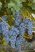 Wine grapes, Napa Valley, California