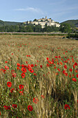 Wheat field with poppy next to Banon, Banon, Provence, France .