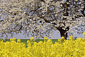 Rape field and Blossoming Cherry Tree, Gera, Thueringen, Germany