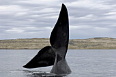A southrn Right Whale, Eubalaena australis, extends its fluke high out of the water and waves it back and forth for a short period, Golfo Nuevo, Peninsula Valdez, Patagonia, Argentina, South America, South Atlantic Ocean