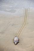 A young male Elephant Seal, Mirounga leonina, wadles his way up the beach, leaving a distinct track behind, Punta Delgada, Peninsula Valdez, Patagonia, Argentina, Atlantic ocean