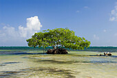 A lone mangrove tree thrives in teh shallows just off the sandy shores of Mahahual, Costa Maya, Yucutan Peninsula, Mexico, Caribbean Sea.