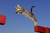 Kitten jumping  Bavaria, Germany, Europe