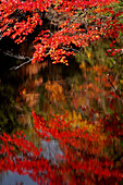 Maple Tree with fall foliage with brook in forest  Algonquin Provincial Park, Ontario, Canada