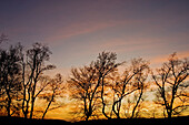 Tree silhouettes and sunset skies in Cades Cove. Appalachian, Great Smoky Mountains National Park, Tennessee, USA