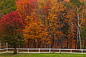 Maples and white fence