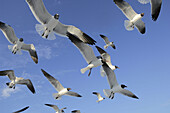 Laughing Gulls (Larus atricilla) in breeding plumage, flying. Florida, USA.