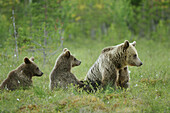 Brown Bear (Ursus arctos), female with two cubs. Finland.