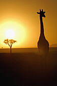 Massai Giraffe (Giraffa camelopardalis tippelskirchi) at sunrise. Massai Mara, Kenya.