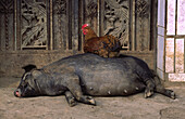 Rooster sitting on a sleeping pig, Xishuangbanna, Yunnan, China