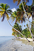 Coconut palm fringed beach at a sunny late afternoon at Pigeon Point, Tobago, Republic of Trinidad and Tobago, Americas