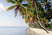 Coconut palm fringed beach at a sunny late afternoon at Pigeon Point, Tobago, Republic of Trinidad and Tobago, Americas