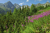 Epilobium flowers and Norway Spruces (Picea abies). Tatra National Park. Slovakia
