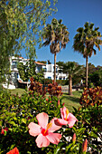 Flowers and palm trees in the garden of Jardin Tecina Hotel, Playa de Santiago, La Gomera, Canary Islands, Spain, Europe