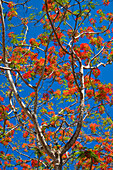 Flammenbaum gegen blauen Himmel, Delonix regia, Havelock, Andamanen, Indien