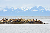 Steller Sea Lions on a little island, Eumetopias jubatus, Inside Passage, Alaska, USA