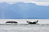 The flukes of two humpback whales poking out of the water, Megaptera novaeangliae, Inside Passage, Alaska, USA