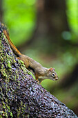 Ein Eichhörnchen an einem Baumstamm, Mitkof Island, Südost-Alaska, USA