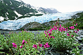Blühende Weidenroeschen am Exit Glacier, Kenai Fjords Nationalpark, Alaska, USA