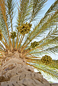 Date palm in the sunlight, Tozeur, Gouvernorat Tozeur, Tunisia, Africa