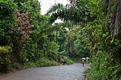 Road through the rainforest, Ambodifototra, Nosy St. Marie, Madagascar, Africa