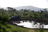 Phinda safari vehicle with rhinoceros, Phinda Resource Reserve, KwaZulu-Natal, South Africa, Africa