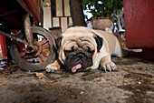 Quite possibly the ugliest dog in South-East Asia, in front of Wat Arun, Temple of Dawn, Bangkok, Thailand, Asia