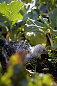 Chick between Helgoland wild cabbage, biological dynamic (bio-dynamic) farming, Demeter, Lower Saxony, Germany