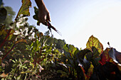 Rote Bete (Formanova), biologisch-dynamische Landwirtschaft, Demeter, Niedersachsen, Deutschland