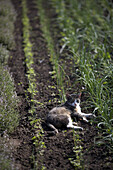 Cat in vegetable patch, biological dynamic (bio-dynamic) farming, Demeter, Lower Saxony, Germany