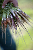 Freshly carrots, biological dynamic (bio-dynamic) farming, Demeter, Lower Saxony, Germany