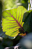 Leaf, red pointed cabbage, biological dynamic (bio-dynamic) farming, Demeter, Lower Saxony, Germany