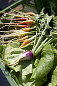 Frische Karotten auf Salat, biologisch-dynamische Landwirtschaft, Demeter, Niedersachsen, Deutschland
