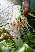 Washing freshly carrots, biological dynamic (bio-dynamic) farming, Demeter, Lower Saxony, Germany