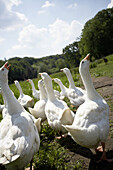 Diepholz geese, biological dynamic (bio-dynamic) farming, Demeter, Lower Saxony, Germany
